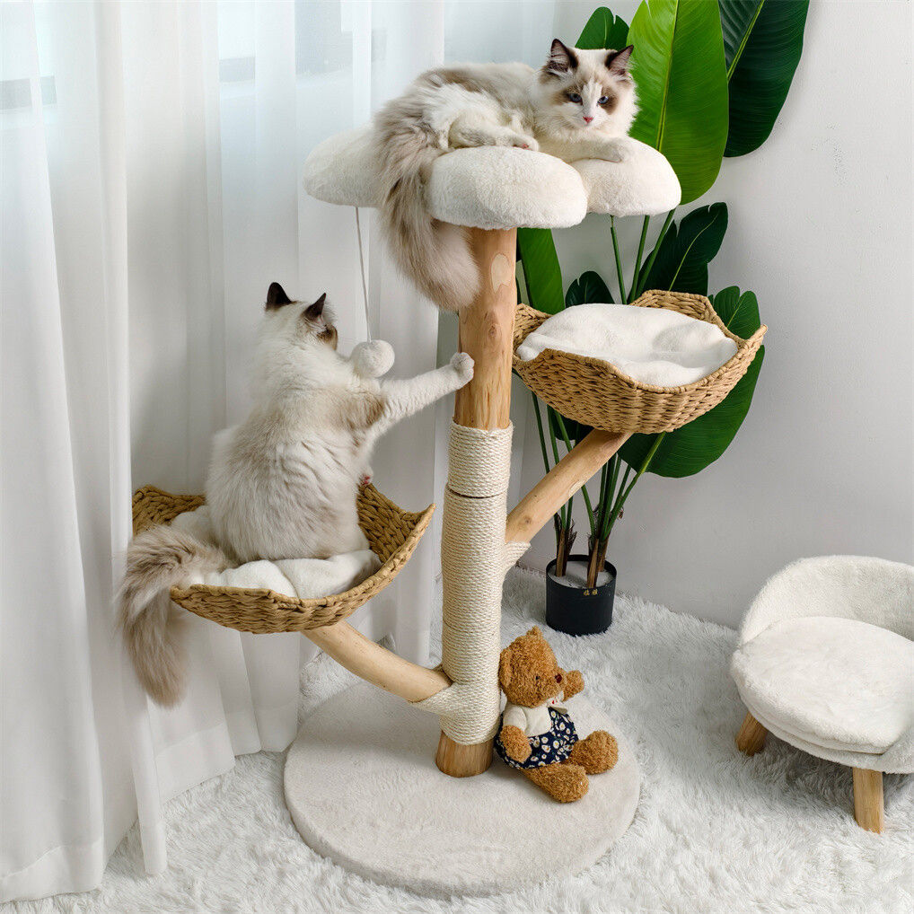 Cats